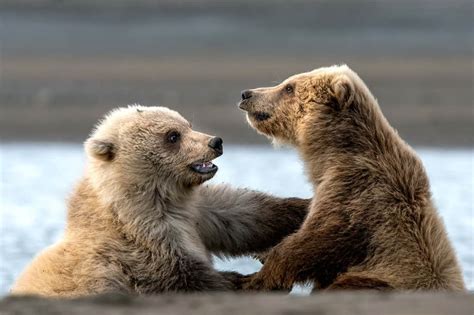 Grizzly Bear Pictures | Grizzly Bear Cubs - Cool Wildlife