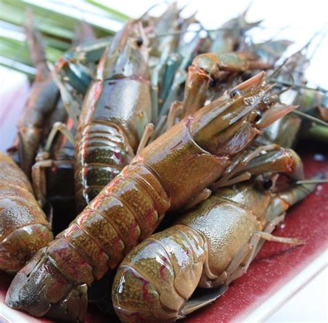 Australian red claw crayfish | Crayfish, Sustainable fishing, Four seasons