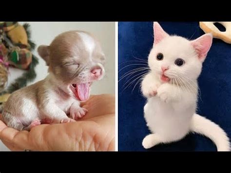 Cutest Baby Dog and Cat - Cute and Funny Dog Videos Compilation #19 ...