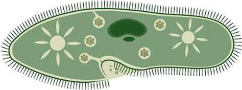 Organelles - Paramecium