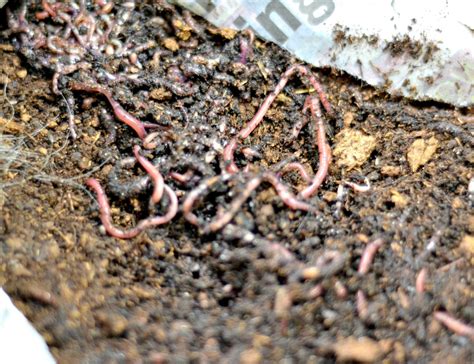 Worm Composting | Worm composting, Farm, Community gardening