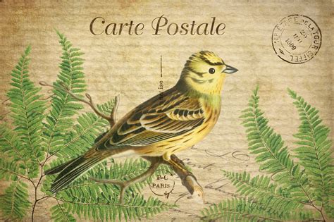 Vintage Art Postcard Bird Free Stock Photo - Public Domain Pictures