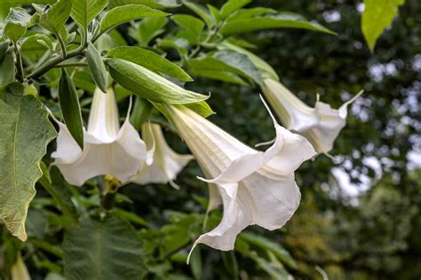 datura white kecubung putih - Mary Buckland