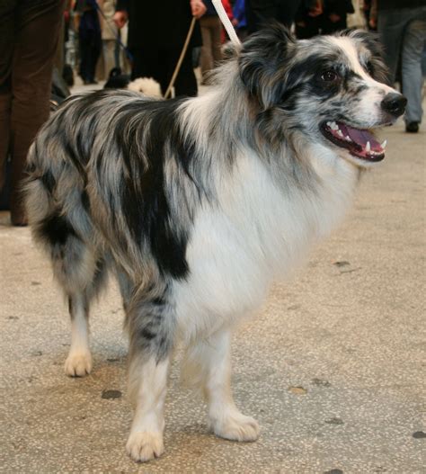 File:Border collie blue merle 879.jpg - Wikimedia Commons