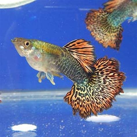 Buy Red Dragon Guppy Aquarium Fish Online - AQUAStore.in