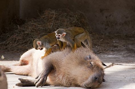 Capybara day spa. | Animais