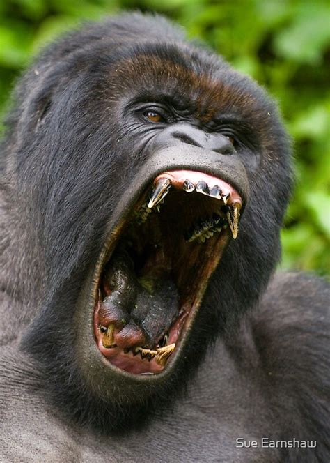 "Silverback Gorilla - Virunga National Park Rwanda" by Sue Earnshaw ...