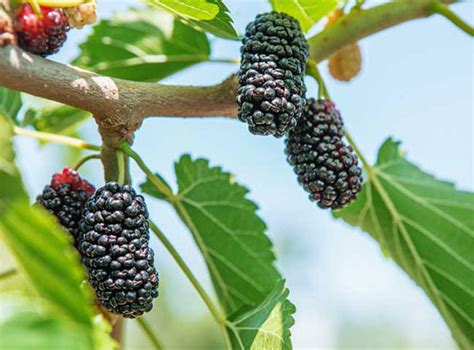 How to Grow Mulberry | Growing Mulberry tree in containers | Mulberries ...