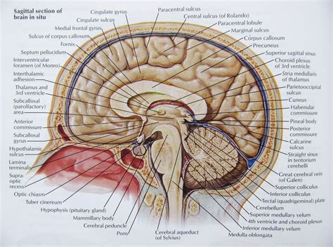 Brain Anatomy Wallpapers - Wallpaper Cave