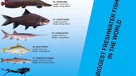 What Is The Largest Freshwater Fish In The World?