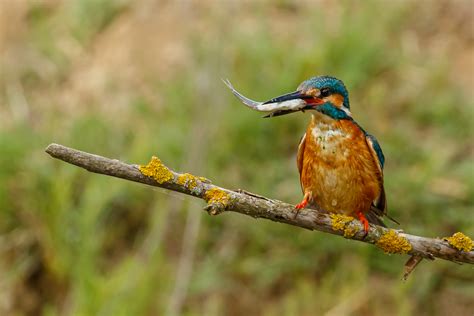 Wildlife of the Danube Delta | St Ives Photographic Club