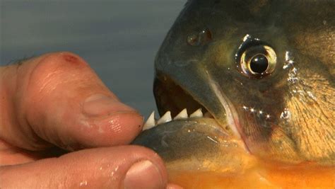 Can Piranhas Eat a Human Being Alive? [Video] – Mother Jones