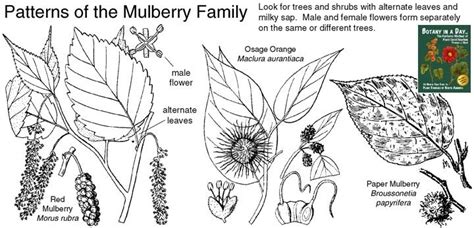 Moraceae: Mulberry Family Identification Characteristics. | Paper ...