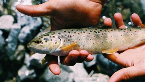 How to Fillet a Trout - [Step by Step Guide & How-to Videos]