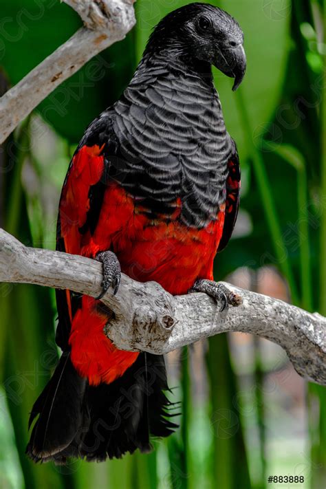 Large black and red Pesquets parrot sitting on the branch - stock photo ...