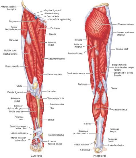 Anterior view and posterior view of the human leg muscles anatomy - www.anatomynote.com | Calf ...