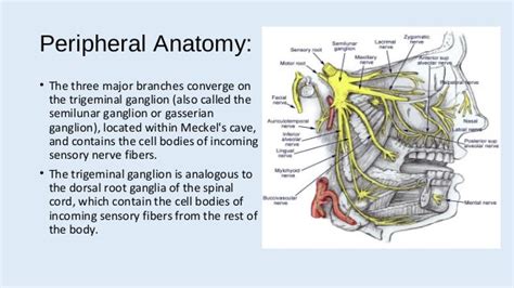 😎 Semilunar ganglion. Cranial Nerve 5 Questions and Study Guide. 2019-03-05