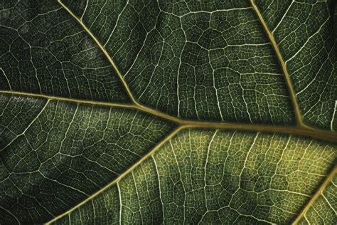 Macro shot of a leaf from my s.o.'s Ficus lyrata. One of my favourite ...