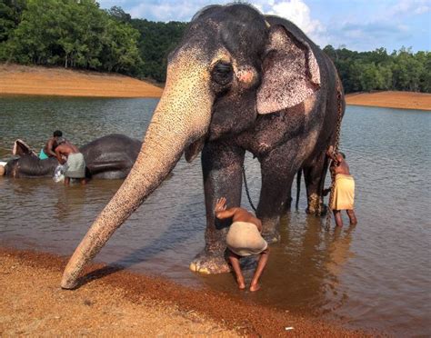 Inside the rehab centre for elephants in Kerala - Rediff.com India News