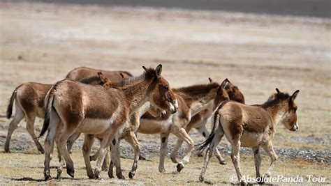 17 Days Wildlife Safari in Sichuan & Qinghai - China Wildlife Safari ...