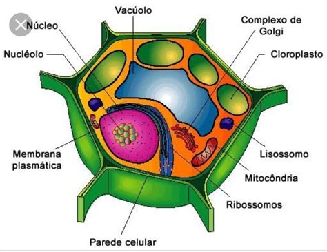 Dibujo De La Celula Vegetal - Nuestra Inspiración