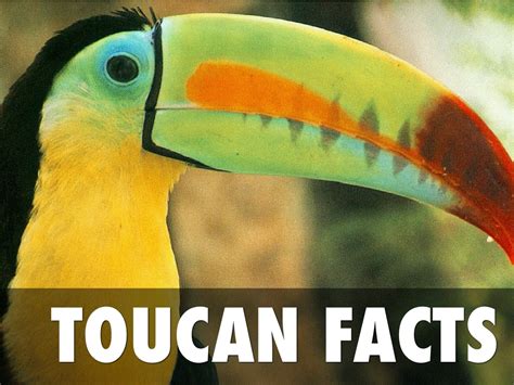 Toucan Facts by Meg McCarthy