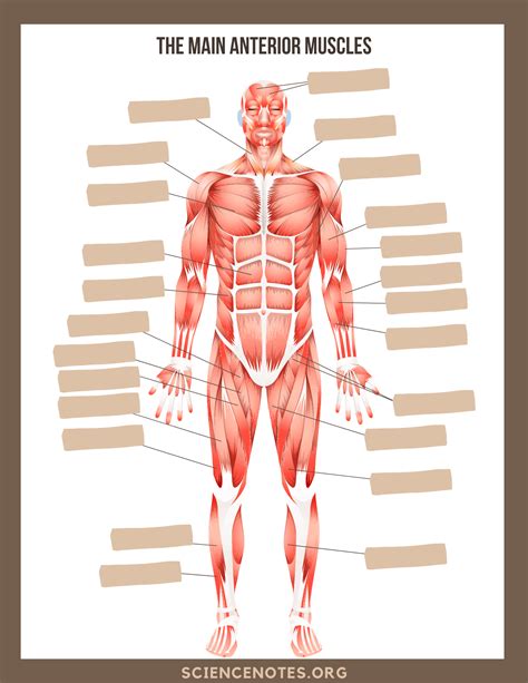 Human Body Anatomy Bones Lesson Plans & Worksheets - Worksheets Library