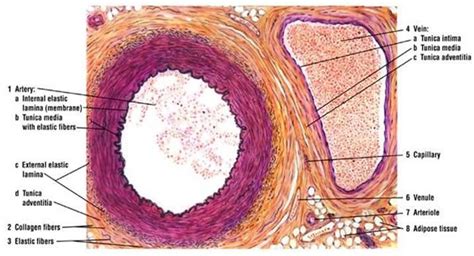 Anatomy and physiology, Biology units, Arteries and veins