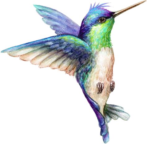 Hummingbird clipart watercolor, Hummingbird watercolor Transparent FREE for download on ...