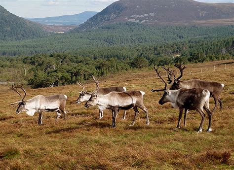 Cairngorm Reindeer © Walter Baxter cc-by-sa/2.0 :: Geograph Britain and ...