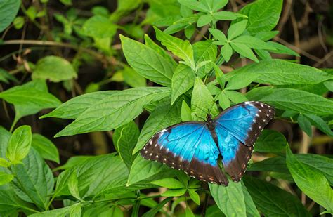 Top 8 Blue Morpho Butterfly Facts - Rainforest Cruises