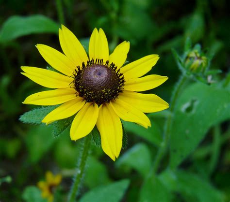 Maryland State Flower | Black-Eyed Susan