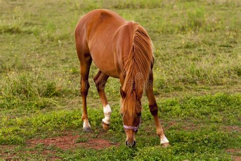 Horse eating grass stock photo. Image of brown, animals - 25938108