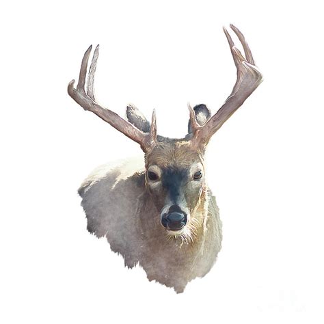 Deer head watercolor Digital Art by Svetlana Foote