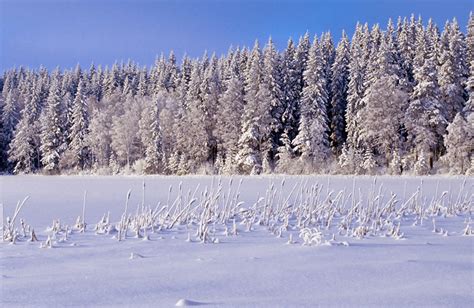 Scientists warn of unprecedented damage to forests across the world ...