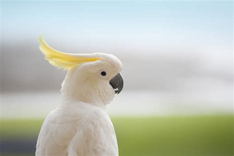 white cockatoo-3335 | Stockarch Free Stock Photo Archive