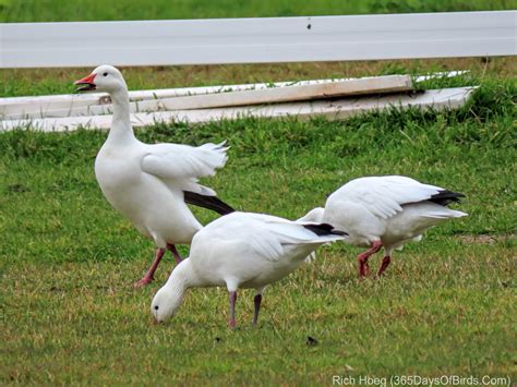 Snow Geese! | 365 Days of Birds