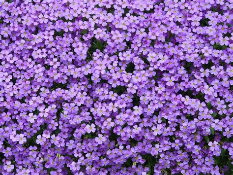 Lovely Aubretia! Four English words that start with G, from lists for graduate entry tests ...