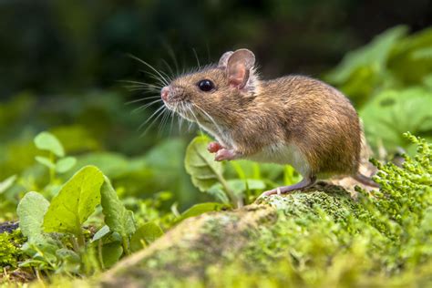 Field Mice: The Unwanted House Guests - Eco Care Pest Management