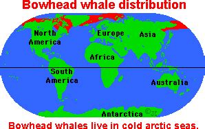 BOWHEAD WHALE