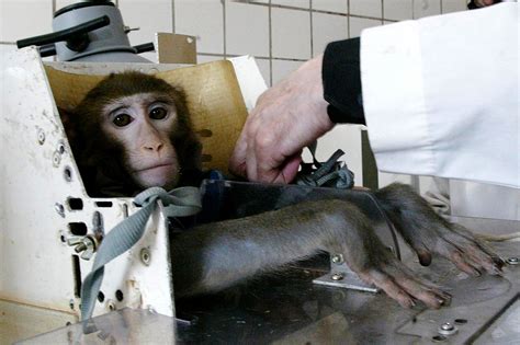 Drug Testing On Animals Testing Animal Peta Animals Experimentation Cosmetic Truths Startling ...