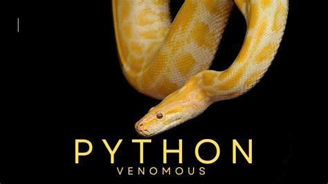 The Giant World of Pythons - YouTube