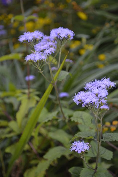 Mist Flower | Garden, Plants, Meadow