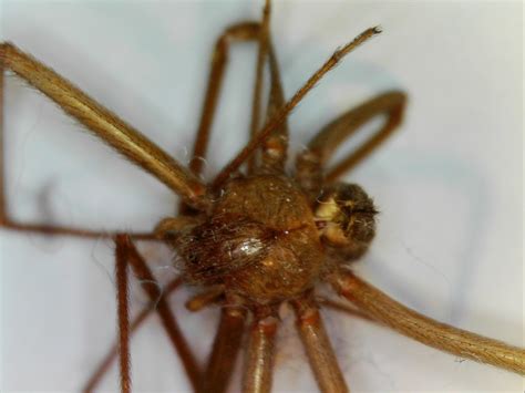 Loxosceles alicea (Mediterranean Recluse) in madrid, Spain