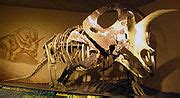 Category:Ceratopsidae fossils - Wikimedia Commons