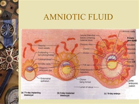 Amniotic fluid