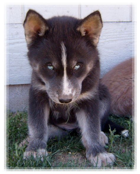 FOR SALE / ADOPTION: HUSKY HYBRIDS READY NOW | Wolf hybrid dogs, Wolf dog puppy, Wolf husky hybrid