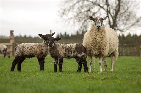 The Mule | Bluefaced Leicester Sheep Breeders' Association