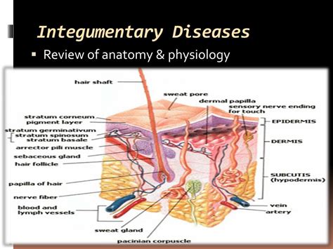 PPT - Selected Integumentary System Diseases & Conditions PowerPoint Presentation - ID:1846654