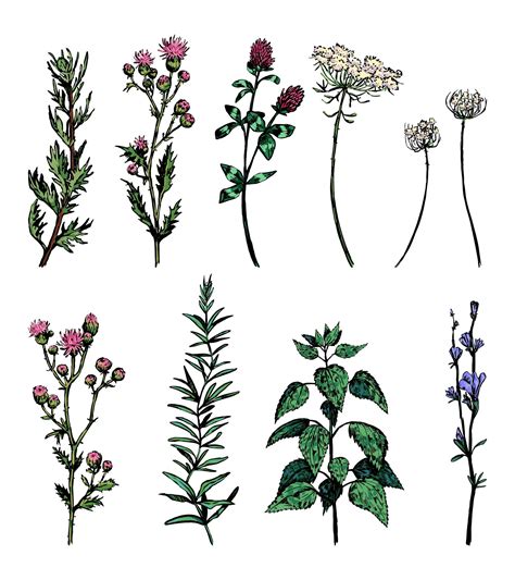 179,500+ Weeds Illustrations, Royalty-Free Vector Graphics & Clip - Clip Art Library